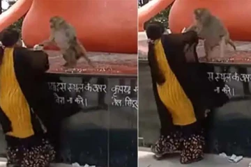 கர்ப்பிணி குரங்கிற்கும் பெண்ணிற்கும் அரங்கேறிய சண்டை! எதற்காகனு தெரியுமா?