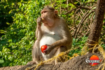 රිලවියන්ට ලූප දාපු කාලේ ඉවරද? අල්ලන අල්ලන රිලවිය ගැබ් අරන්ලු
