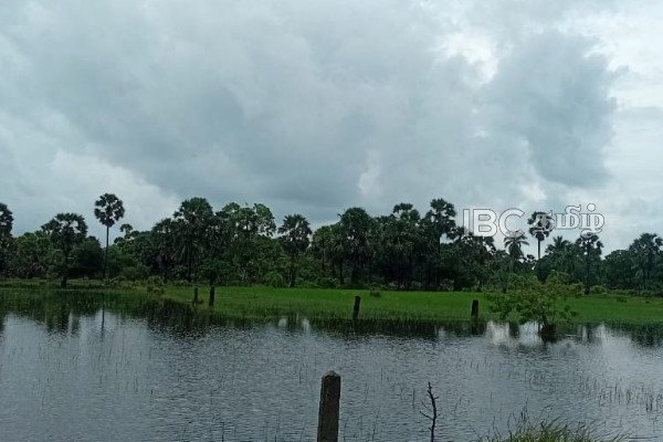 மீண்டும் கனமழை! வெள்ளத்தில் மூழ்கிய வயல் நிலங்கள் | Heavy Rains Again Flooded Fields மீண்டும் கனமழை! வெள்ளத்தில் மூழ்கிய வயல் நிலங்கள் | Heavy Rains Again Flooded Fields