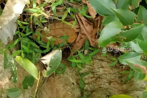 மட்டக்களப்பில் கைக்குண்டு கண்ணிவெடி மீட்பு(Photo) | Hand Grenade Mine Rescue In Batticaloa