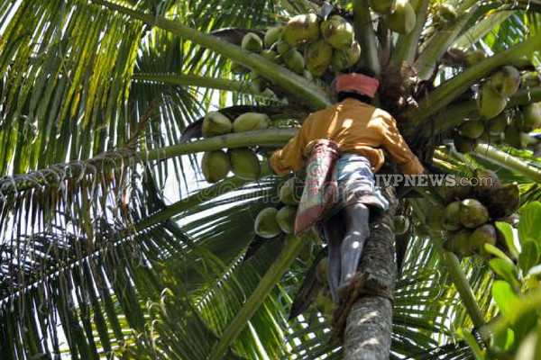 இலங்கையில் பெரும் சோகத்தை ஏற்படுத்திய சம்பவம்: பரிதாபமாக உயிரிழந்த இளைஞன்! | Father Picked Coconut Son Die Namunukula Incident