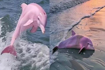 கடலில் தென்பட்ட பிங்க் நிற டால்பின் உண்மையா அல்லது போலியா? வைரலாகும் புகைப்படங்கள்!