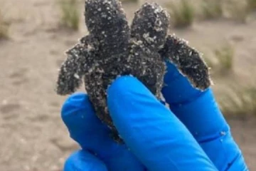 இரண்டு தலைகளுடன் வெளிவந்த ஆமை.. வைரலாகும் புகைப்படம்