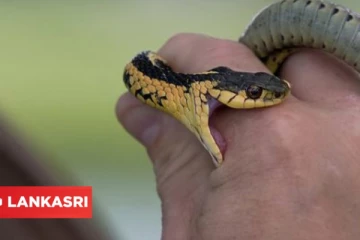 பாம்பு கடித்தால் உடனடியாக என்ன செய்ய வேண்டும்? என்ன செய்ய கூடாது?