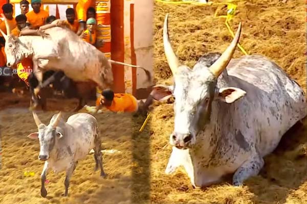 “தைரியம் இருந்தா என்ன பிடிச்சு காட்டு பார்ப்போம்...” - ஜல்லிக்கட்டில் மாஸ் காட்டி ரகளை செய்த காளை - தமிழ்நாடு