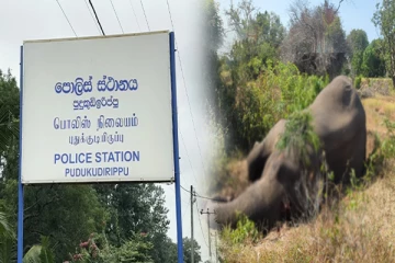 முல்லைத்தீவில் மர்மமான முறையில் உயிரிழந்த யானையில் இருந்து முக்கிய தடையப்பொருள் மீட்பு