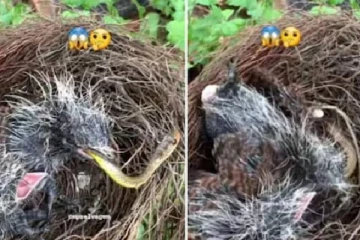 முட்டையைத் தேடி வந்த பாம்பு: பறவைக்கு இரையான பகீர் காட்சி