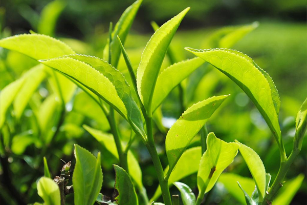 தேயிலை ஏற்றுமதி வருமானம் அதிகரிப்பு | Increase In Tea Export Earnings