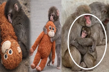 சமூக வலைத்தளங்களில் வைரலான குரங்கு குட்டி; கூட்டத்துடன் இணைந்ததால் ஆனந்தம்!