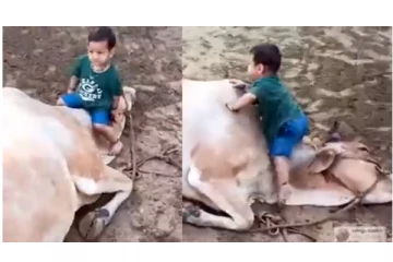 குழந்தை செய்யும் சேட்டையை பொறுமையா தாங்கிக்கொண்ட பசு - வைரலாகும் வீடியோ