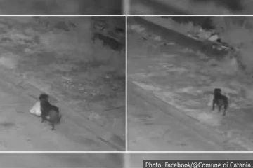 சிசிடிவியில் சிக்கிய காட்சி! குப்பை கொட்டி விட்டு சென்ற வளர்ப்பு நாய்: உரிமையாளருக்கு அபராதம்