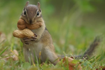 அணில்களை உண்ணும் பிரித்தானியர்கள்; ரஷ்ய வெளியிட்டுள்ள அதிர்ச்சித் தகவல்!