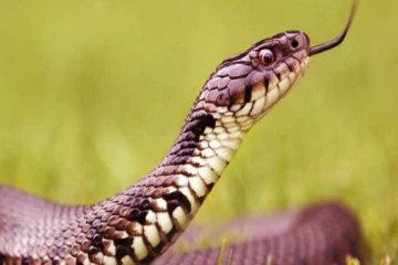 வீட்டில் பாம்பு தொல்லை வர கூடாதா? இந்த ஒரு செடியை நட்டால் போதும்