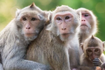 இலங்கை குரங்குகளை ஏற்றுமதி செய்யுமாறு கோரிக்கை விடுத்துள்ள மற்றுமொரு நாடு