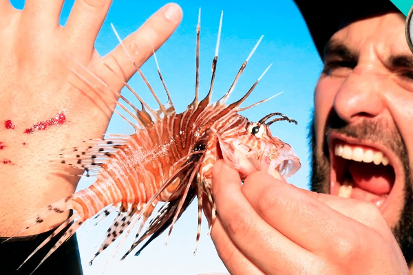 நெருங்கினால் மரணம்; மனிதன் உயிரை குடிக்கும் ஆபத்தான மீன்! | Dangerous Fish That Drink Human Life