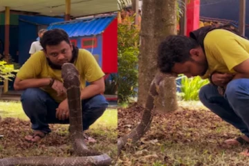 சீறி பாய்ந்த ராஜ நாகத்தை அன்பால் அடக்கிய இளைஞர்: வைரலாகும் காணொளி