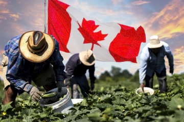 கனடாவின் தற்காலிக வெளிநாட்டு தொழிலாளர் திட்டத்தை சமகால அடிமைத்தனமென விமர்சித்த ஐ.நா.