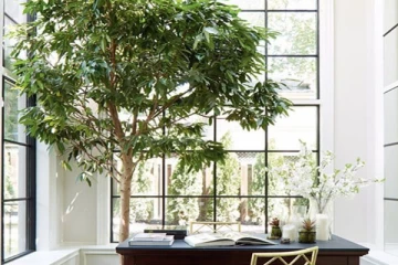 உங்கள் வீட்டில் இந்த மரம் இருக்குதா? சற்று கவனமாக இருப்பது நல்லதாம்