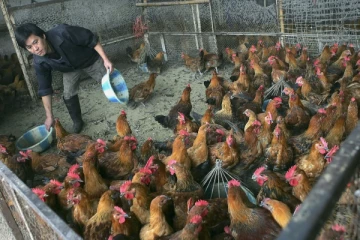 சீனாவில் முதல் முதலாக பெண்ணின் உயிரை பறித்த பறவை காய்ச்சல்!