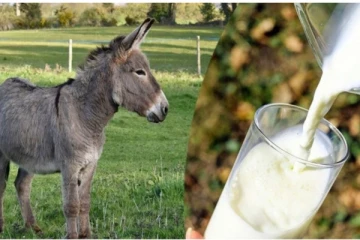 இலங்கையில் முன்னெடுக்கப்படும் புதிய முயற்சி