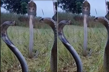 ஒரே நேரத்தில் ஆக்ரோஷமாக நின்ற மூன்று ராஜநாகம்: இதுவரை கண்டிராத அரிய காட்சி!