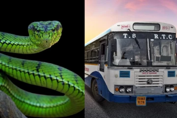 பேருந்து நடத்துனர் மீது பாம்பு வீச்சு - குடிபோதையில் பெண் அட்டூழியம்