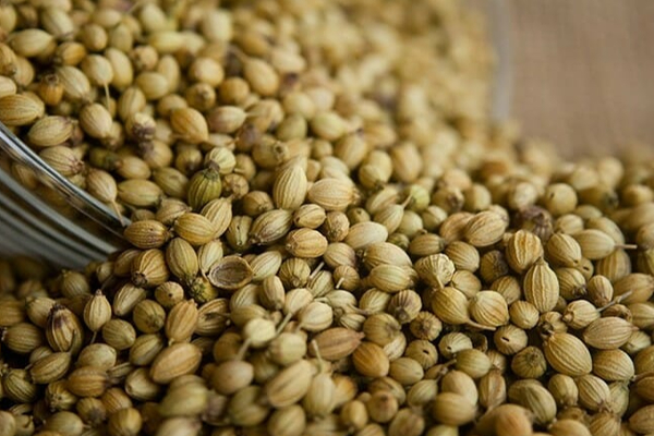 இந்த ஒரு விதையை சாப்பிட்டா  இரத்த சர்க்கரை அளவு ஏறுன வேகத்தில் குறைஞ்சிடும்! எப்படி தெரியுமா? | Benefits Of Coriander Seed