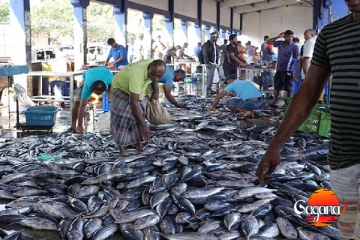 නරක්වූ මසුන් විකුණමින් කොයිතරම් අවවාද කලත් නිසි මඟට නොයන මාළු කඩයක්