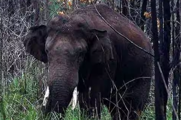 முல்லைத்தீவில் மின்சார வேலியில் சிக்குண்டு கொம்பன் யானை உயிரிழப்பு | Kompan Elephant Dies In Electric Fence