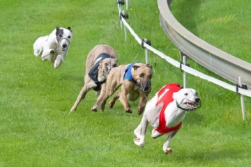 நியூசிலாந்தில் வேட்டை நாய் பந்தயத்துக்கு நிரந்தர தடை