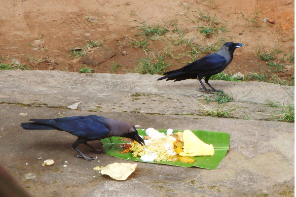 இன்று  பித்ருக்களின் ஆசி கிடைக்கும் மகாளய அமாவாசை! | Mahalaya New Moon Blessings Of The Fathers Today