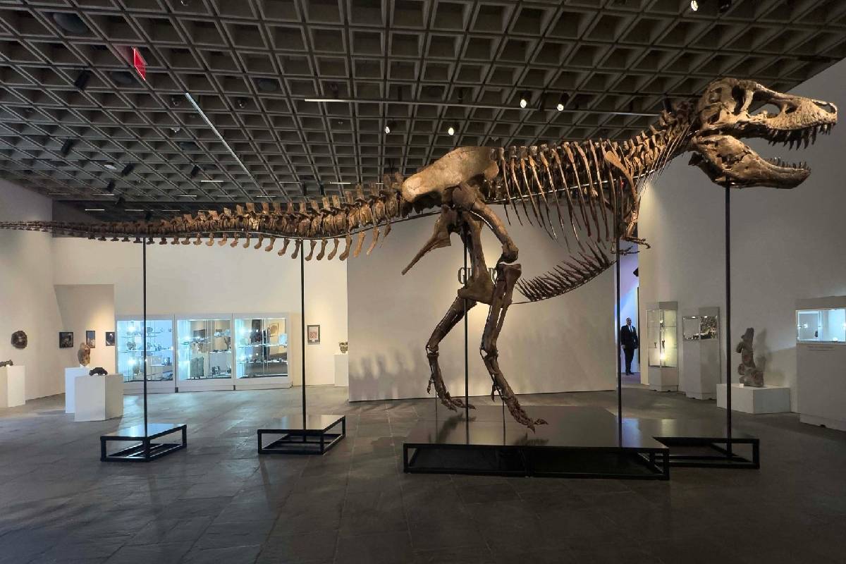 டைனோசரின் எலும்புகூட்டை ரூ.482 கோடிக்கு வாங்கியுள்ள நபர் | Gus Dinosaur Fossil Sold In Auction For 482 Crores டைனோசரின் எலும்புகூட்டை ரூ.482 கோடிக்கு வாங்கியுள்ள நபர் | Gus Dinosaur Fossil Sold In Auction For 482 Crores