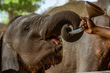 பொதுமக்கள் யானைகளுக்கு உணவளிக்க வேண்டாம்: இலங்கை தேசிய பூங்கா எச்சரிக்கை