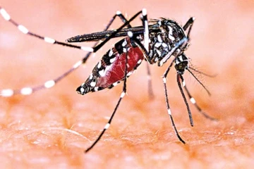 ඩෙංගු රෝගීන්ගේ ඉහළ යාමක් - අවධානයෙන් සිටින්න..