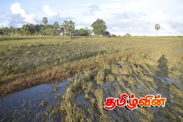வெள்ளத்தில் அழிந்த பல ஏக்கர் கச்சான் செய்கை - நூற்றுக்கணக்கான விவசாயிகள் பாதிப்பு