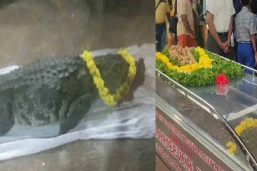 சைவ முதலையின் இறப்பிற்கு கண்ணீர் விட்ட கிராம மக்கள் : காரணம் என்ன தெரியுமா?