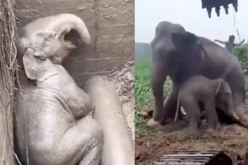 அந்த மனசுதான் தங்கம் : யானைக்கு முதலுதவி செய்த கால்நடை மருத்துவர்கள் வைரலாகும் வீடியோ