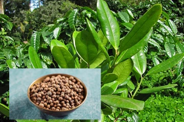 එක කොළයකින් කුළු බඩු මවන තුනපහ ගස. වවා ගත්තොත් ගොඩ.