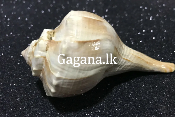 වාලම්පුරියක් සමඟ පුද්ගලයෙක් අත්අඩංගුවට... | A Person Was Arrested With A Valampuri