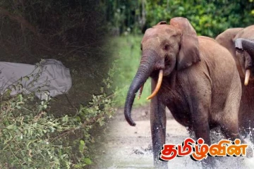 செட்டிகுளத்தில் காட்டு யானை தாக்கி ஒருவர் மரணம்