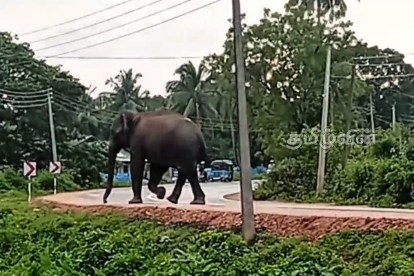காட்டு யானையால் போக்குவரத்து தடை! | Wild Elephant Blocks Traffic For 10 Minutes