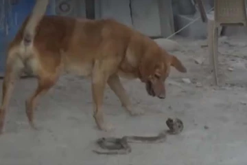 படமெடுத்து நின்ற நாகப்பாம்பு! ஆக்ரோஷமாக பந்தாடிய நாய்: பாம்பின் நிலை என்ன?