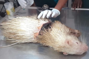 ඉතා දුර්ලභ ගණයේ සත්වයෙක් ශ්‍රී ලංකාවෙන් හමුවෙයි..(PHOTOS)