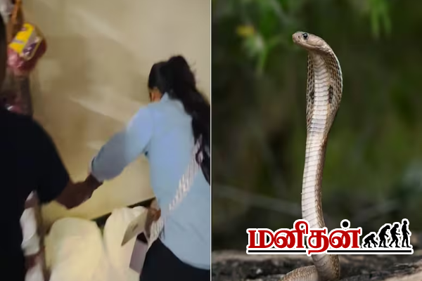 நாகப்பாம்பை கோணி பைக்குள் வைத்து பிடித்த பெண்.. அவரே சொன்ன அட்வைஸ் | Woman Was Seen Rescuing A King Cobra Snake Video நாகப்பாம்பை கோணி பைக்குள் வைத்து பிடித்த பெண்.. அவரே சொன்ன அட்வைஸ் | Woman Was Seen Rescuing A King Cobra Snake Video