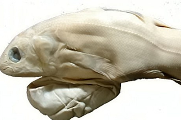 වසර 100ක් නොනැසී ජීවත්වන “ජීවමාන ෆොසිලය” | Living Fossil Of A Cilantro Fish
