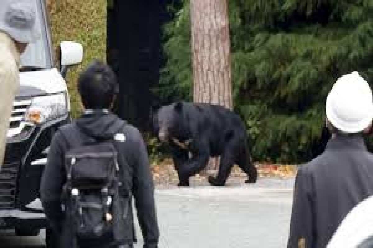ஜப்பானில் கரடியால் மூடப்பட்ட நூறு பாடசாலைகள் | Bear In Japan Infests 100 Schools ஜப்பானில் கரடியால் மூடப்பட்ட நூறு பாடசாலைகள் | Bear In Japan Infests 100 Schools