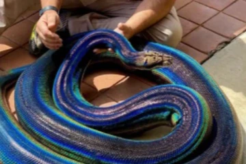 பாம்பின் தோல் மீது சூரிய ஒளி படும்போது நடக்கும் அதிசயம்.... வியப்பூட்டும் அதிசய காட்சி!