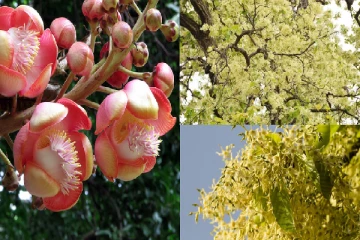 ඔබත් සල් කියා මෙයට රැවටුණාද..? ඔබ නොදත් සල් ගසේ  ඇත්ත කතාව මෙන්න...