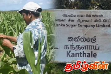 கந்தளாய் சீனிபுர பகுதியில் சோளப் பயிரில் படைப்புழுவின் தீவிரத் தாக்கம்