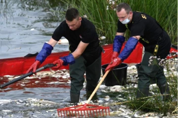 ஜேர்மன் ஆற்றில் டன் கணக்கில் செத்து மிதக்கும் மீன்கள்., குடியிருப்பாளர்களுக்கு எச்சரிக்கை!